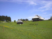 Schw�rerhof mit bl�hendem L�wenzahn am 15.5.2003