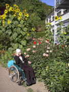 Sonnenblumen im August 2003